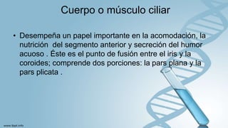 Cuerpo o músculo ciliar
• Desempeña un papel importante en la acomodación, la
nutrición del segmento anterior y secreción del humor
acuoso . Éste es el punto de fusión entre el iris y la
coroides; comprende dos porciones: la pars plana y la
pars plicata .
 