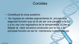 Coroides
• Constituye la úvea posterior .
• Su riqueza en células pigmentarias le provee una
segunda función que es la de ser una pantalla a la luz
y a su vez una reguladora de la temperatura ocular al
disipar el calor excesivo producido por la luz y su
principal función es ser la membrana nutricia del ojo
 
