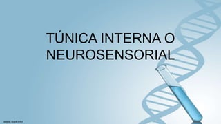 TÚNICA INTERNA O
NEUROSENSORIAL
 