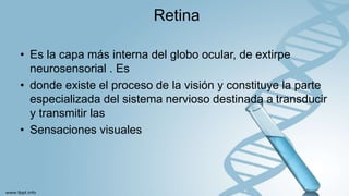 Retina
• Es la capa más interna del globo ocular, de extirpe
neurosensorial . Es
• donde existe el proceso de la visión y constituye la parte
especializada del sistema nervioso destinada a transducir
y transmitir las
• Sensaciones visuales
 