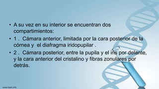 • A su vez en su interior se encuentran dos
compartimientos:
• 1 . Cámara anterior, limitada por la cara posterior de la
córnea y el diafragma iridopupilar .
• 2 . Cámara posterior, entre la pupila y el iris por delante,
y la cara anterior del cristalino y fibras zonulares por
detrás.
 