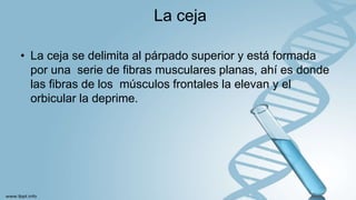 La ceja
• La ceja se delimita al párpado superior y está formada
por una serie de fibras musculares planas, ahí es donde
las fibras de los músculos frontales la elevan y el
orbicular la deprime.
 