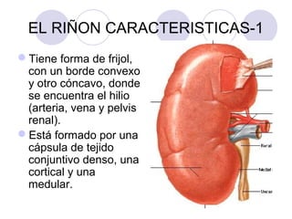 Aparato renal | PPT