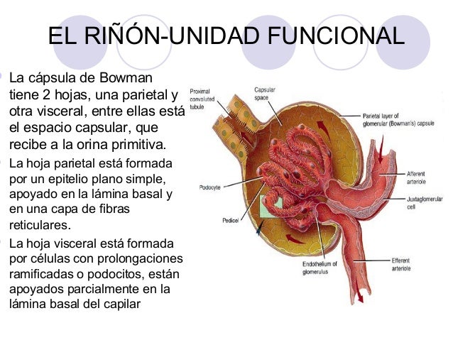 Aparato renal