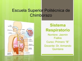 Escuela Superior Politécnica de
Chimborazo
Sistema
Respiratorio
Nombre: Jasmin
Fiallos
Curso: Primero “B”
Docente: Dr. Armando
Quintana
 