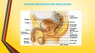 SISTEMA REPRODUCTOR MASCULINO
 