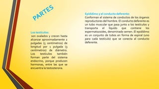 Los testículos:
son ovalados y crecen hasta
alcanzar aproximadamente 2
pulgadas (5 centímetros) de
longitud por 1 pulgada (3
centímetros) de diámetro.
Los testículos también
forman parte del sistema
endocrino, porque producen
hormonas, entre las que se
encuentra la testosterona.
Epidídimo y el conducto deferente:
Conforman el sistema de conductos de los órganos
reproductores del hombre. El conducto deferente es
un tubo muscular que pasa junto a los testículos y
transporta el líquido que contiene los
espermatozoides, denominado semen. El epidídimo
es un conjunto de tubos en forma de espiral (uno
para cada testículo) que se conecta al conducto
deferente.
 