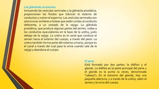 Las glándulas accesorias:
Incluyendo las vesículas seminales y la glándula prostática,
proporcionan los fluidos que lubrican el sistema de
conductos y nutren el esperma. Las vesículas seminales son
estructuras similares a bolsas que están unidas al conducto
deferente, a un costado de la vejiga. La glándula
prostática, que produce algunas partes del semen, rodea a
los conductos eyaculatorios en la base de la uretra, justo
debajo de la vejiga. La uretra es el canal que conduce el
semen hacia el exterior del cuerpo, a través del pene. La
uretra también forma parte del sistema urinario, porque es
el canal a través del cual pasa la orina cuando sale de la
vejiga y abandona el cuerpo.
El pene
Está formado por dos partes: la diáfisis y el
glande. La diáfisis es la parte principal del pene y
el glande es la punta (a veces, denominada
"cabeza"). En el extremo del glande, hay una
pequeña abertura, y a través de la uretra, salen el
semen y la orina del cuerpo.
 