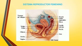 SISTEMA REPRODUCTOR FEMENINO
 