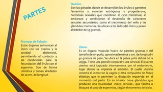Ovarios:
Son las gónadas donde se desarrollan los óvulos o gametos
femeninos y secretan estrógenos y progesterona,
hormonas sexuales que coordinan el ciclo menstrual, el
embarazo y condicionan el desarrollo de caracteres
sexuales secundarios, como el crecimiento del vello y las
glándulas mamarias. Se ubican a los lados del útero y pesan
alrededor de 15 gramos.
Trompas de Falopio:
Estos órganos comunican al
útero con los ovarios y la
cavidad abdominal,
permitiendo el contacto y
las condiciones para la
fecundación del óvulo con el
espermio. Son de forma
cilíndrica y tienen alrededor
de 10 cm. de longitud.
Útero:
Es un órgano muscular hueco de paredes gruesas y del
tamaño de un puño, aproximadamente 7 cm. de longitud y
50 gramos de peso. Se ubica en la pelvis justo detrás de la
vejiga. Tiene una porción corporal y una cervical. El cuerpo
uterino está tapizado internamente por el endometrio,
lugar donde se implanta el embrión. El cuello uterino
conecta el útero con la vagina y está compuesto de fibras
elásticas que le permiten la dilatación requerida en el
momento del parto. En su interior tiene glándulas que
producen una mucosidad -moco cervical-, que facilita o
bloquea el paso de espermios, según el momento del ciclo.
 