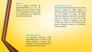 Vagina:
Es un órgano muscular de
aproximadamente 10 cm. de
longitud que comunica el útero
con los genitales externos. Aquí
son depositados los espermios
durante la copulación.
Cuello uterino (cérvix):
Es la parte más baja del útero que se abre
hacia la vagina. El cuello uterino es
redondo y tiene forma de cono. Mide cerca
de una pulgada de largo. El fluido
menstrual escapa a través de un pequeño
tubo que baja por el centro del cuello
uterino. El tubo es pequeño, casi del
tamaño de un lápiz. El cuello uterino puede
abrirse (dilatarse) hasta 10 centímetros
durante el parto.
Genitales Externos:
Los genitales externos están
constituidos por el clítoris y los
labios mayores y menores. Son
sensibles a la estimulación sexual y
participan en el acto sexual.
 