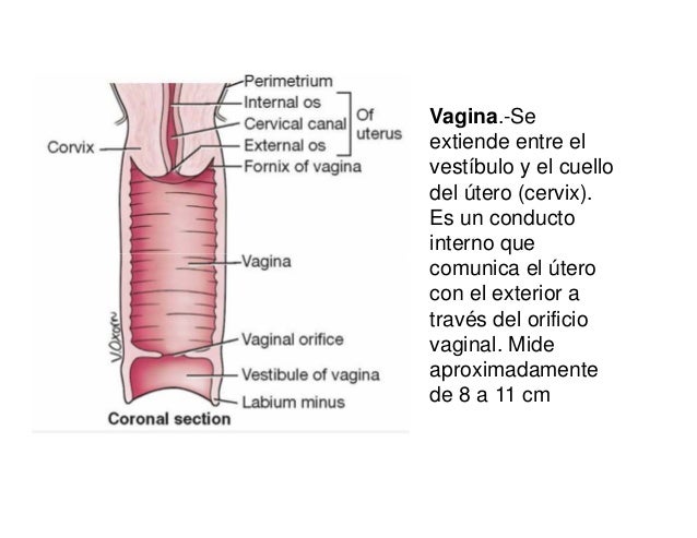 Aparato reproductoor san marcos 2014 [modo de compatibilidad]