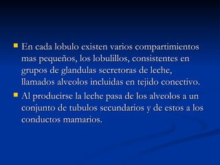 En cada lobulo existen varios compartimientos mas pequeños, los lobulillos, consistentes en grupos de glandulas secretoras de leche, llamados alveolos incluidas en tejido conectivo. Al producirse la leche pasa de los alveolos a un conjunto de tubulos secundarios y de estos a los conductos mamarios.  