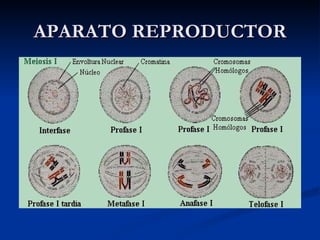 APARATO REPRODUCTOR 