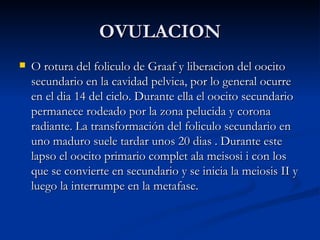 OVULACION O rotura del foliculo de Graaf y liberacion del oocito secundario en la cavidad pelvica, por lo general ocurre en el dia 14 del ciclo. Durante ella el oocito secundario permanece rodeado por la zona pelucida y corona radiante. La transformación del foliculo secundario en uno maduro suele tardar unos 20 dias . Durante este lapso el oocito primario complet ala meisosi i con los que se convierte en secundario y se inicia la meiosis II y luego la interrumpe en la metafase. 