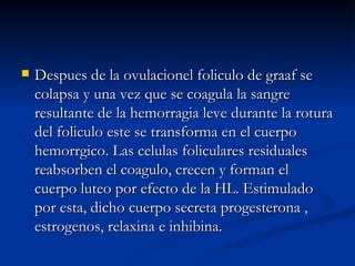Despues de la ovulacionel foliculo de graaf se colapsa y una vez que se coagula la sangre resultante de la hemorragia leve durante la rotura del foliculo este se transforma en el cuerpo hemorrgico. Las celulas foliculares residuales reabsorben el coagulo, crecen y forman el cuerpo luteo por efecto de la HL. Estimulado por esta, dicho cuerpo secreta progesterona , estrogenos, relaxina e inhibina. 