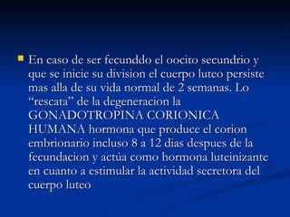 En caso de ser fecunddo el oocito secundrio y que se inicie su division el cuerpo luteo persiste mas alla de su vida normal de 2 semanas. Lo “rescata” de la degeneracion la GONADOTROPINA CORIONICA HUMANA hormona que produce el corion embrionario incluso 8 a 12 dias despues de la fecundacion y actúa como hormona luteinizante en cuanto a estimular la actividad secretora del cuerpo luteo 