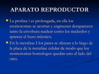 APARATO REPRODUCTOR La profase i es prolongada, en ella los cromosomas se acortan y engruesan desaparecen tanto la envoltura nuclear como los nucleolos y aparece el huso mitotico. En la metafase I los pares se alinean a lo largo de la placa de la metafase celular de modo que los cromosomas homologos quedan uno al lado del otro. 