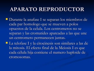 APARATO REPRODUCTOR Durante la anafase I se separan los miembros de cada par homologo que se mueven a polos opuestos de la celula. Los centromeros no se separan y las cromatides apareadas a las que une un centromero permanecen juntas. La telofase I y la citocinesis son similares a las de la mitosis. El efecto final de la Meiosis I es que cada célula hija contiene el numero haploide de cromosomas. 