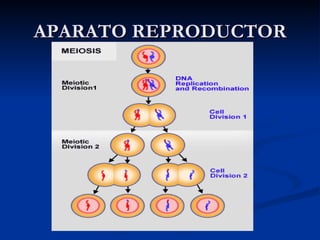 APARATO REPRODUCTOR 