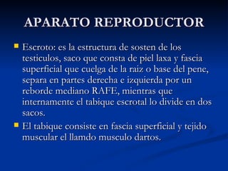 APARATO REPRODUCTOR Escroto: es la estructura de sosten de los testiculos, saco que consta de piel laxa y fascia superficial que cuelga de la raiz o base del pene, separa en partes derecha e izquierda por un reborde mediano RAFE, mientras que internamente el tabique escrotal lo divide en dos sacos. El tabique consiste en fascia superficial y tejido muscular el llamdo musculo dartos. 