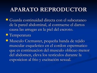 APARATO REPRODUCTOR Guarda continuidad directa con el subcutaneo de la pared abdominal, al contraerse el dartos causa las arrugas en la piel del escroto. Temperatura Musculo Cremaster, pequeña banda de tejido muscular esqueletico en el cordon espermatico que es continuacion del musculo oblicuo menor del abdomen, eleva los testiculos durante la exposicion al frio y excitación sexual. 