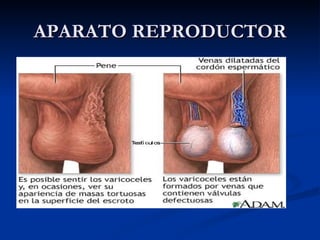 APARATO REPRODUCTOR 