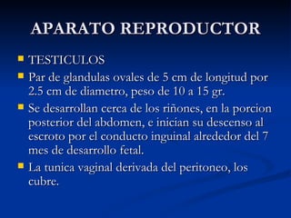 APARATO REPRODUCTOR TESTICULOS Par de glandulas ovales de 5 cm de longitud por 2.5 cm de diametro, peso de 10 a 15 gr. Se desarrollan cerca de los riñones, en la porcion posterior del abdomen, e inician su descenso al escroto por el conducto inguinal alrededor del 7 mes de desarrollo fetal.  La tunica vaginal derivada del peritoneo, los cubre. 