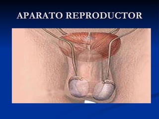 APARATO REPRODUCTOR 
