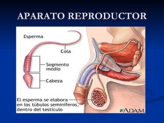 APARATO REPRODUCTOR 