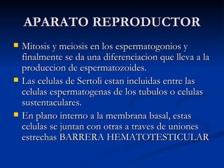 APARATO REPRODUCTOR Mitosis y meiosis en los espermatogonios y finalmente se da una diferenciacion que lleva a la produccion de espermatozoides. Las celulas de Sertoli estan incluidas entre las celulas espermatogenas de los tubulos o celulas sustentaculares. En plano interno a la membrana basal, estas celulas se juntan con otras a traves de uniones estrechas BARRERA HEMATOTESTICULAR 