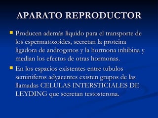 APARATO REPRODUCTOR Producen además liquido para el transporte de los espermatozoides, secretan la proteina ligadora de androgenos y la hormona inhibina y median los efectos de otras hormonas. En los espacios existentes entre tubulos seminiferos adyacentes existen grupos de las llamadas CELULAS INTERSTICIALES DE LEYDING que secretan testosterona. 