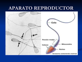 APARATO REPRODUCTOR 