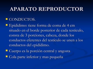 APARATO REPRODUCTOR CONDUCTOS. Epididimo: tiene forma de coma de 4 cm situado en el borde posterior de cada testiculo, consta de 3 porciones, cabeza, donde los conductos eferentes del testículo se unen a los conductos del epidídimo. Cuerpo es la porción central y angosta Cola parte inferior y mas pequeña 