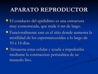 APARATO REPRODUCTOR El conducto del epididimo es una estructura muy contorneada, que mide 6 mt de largo. Funcionalmente este es el sitio donde aumenta la motilidad de los espermatozoides a lo largo de 10 a 14 dias.  Almacena estas celulas y ayuda a impulsarlas mediante la contraccion peristaltica de su musculo liso. 