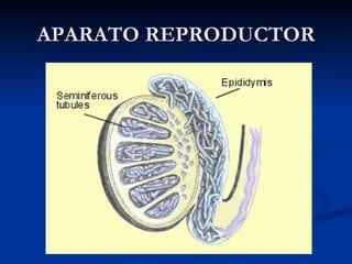 APARATO REPRODUCTOR 