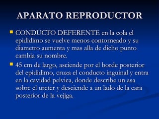 APARATO REPRODUCTOR CONDUCTO DEFERENTE en la cola el epididimo se vuelve menos contorneado y su diametro aumenta y mas alla de dicho punto cambia su nombre. 45 cm de largo, asciende por el borde posterior del epididimo, cruza el conducto inguinal y entra en la cavidad pelvica, donde describe un asa sobre el ureter y desciende a un lado de la cara posterior de la vejiga. 