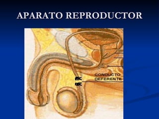 APARATO REPRODUCTOR 