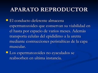 APARATO REPRODUCTOR El conducto deferente almacena espermatozoides que conservan su viabilidad en el hasta por espacio de varios meses. Ademàs transporta celulas del epididimo a la uretra mediante contracciones peristalticas de la capa muscular. Los espermatozoides no eyaculados se reabsorben en ultima instancia. 