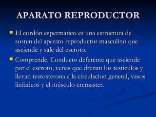 APARATO REPRODUCTOR El cordón espermatico es una estructura de sosten del aparato reproductor masculino que asciende y sale del escroto. Comprende. Conducto deferente que asciende por el escroto, venas que drenan los testiculos y llevan testosterona a la circulacion general, vasos linfaticos y el músculo cremaster. 
