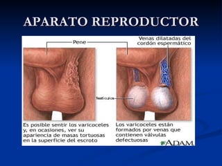 APARATO REPRODUCTOR 