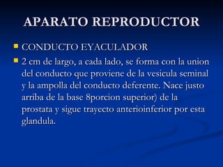 APARATO REPRODUCTOR CONDUCTO EYACULADOR 2 cm de largo, a cada lado, se forma con la union del conducto que proviene de la vesicula seminal y la ampolla del conducto deferente. Nace justo arriba de la base 8porcion superior) de la prostata y sigue trayecto anterioinferior por esta glandula.  
