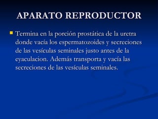 APARATO REPRODUCTOR Termina en la porción prostática de la uretra donde vacía los espermatozoides y secreciones de las vesículas seminales justo antes de la eyaculacion. Además transporta y vacía las secreciones de las vesículas seminales. 