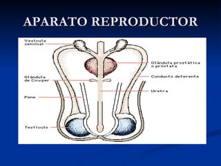 APARATO REPRODUCTOR 