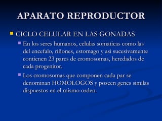 APARATO REPRODUCTOR CICLO CELULAR EN LAS GONADAS En los seres humanos, celulas somaticas como las del encefalo, riñones, estomago y asi sucesivamente contienen 23 pares de cromosomas, heredados de cada progenitor. Los cromosomas que componen cada par se denominan HOMOLOGOS y poseen genes similas dispuestos en el mismo orden. 