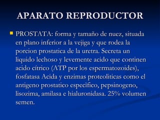 APARATO REPRODUCTOR PROSTATA: forma y tamaño de nuez, situada en plano inferior a la vejiga y que rodea la porcion prostatica de la uretra. Secreta un liquido lechoso y levemente acido que continen acido cítrico (ATP por los espermatozoides), fosfatasa Acida y enzimas proteoliticas como el antigeno prostatico especìfico, pepsinogeno, lisozima, amilasa e hialuronidasa. 25% volumen semen. 