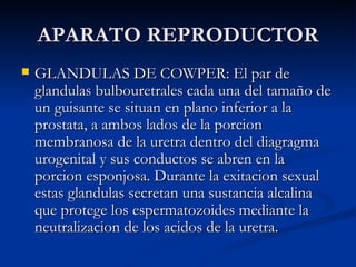 APARATO REPRODUCTOR GLANDULAS DE COWPER: El par de glandulas bulbouretrales cada una del tamaño de un guisante se situan en plano inferior a la prostata, a ambos lados de la porcion membranosa de la uretra dentro del diagragma urogenital y sus conductos se abren en la porcion esponjosa. Durante la exitacion sexual estas glandulas secretan una sustancia alcalina que protege los espermatozoides mediante la neutralizacion de los acidos de la uretra.  