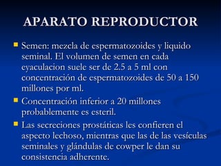 APARATO REPRODUCTOR Semen: mezcla de espermatozoides y liquido seminal. El volumen de semen en cada eyaculacion suele ser de 2.5 a 5 ml con concentración de espermatozoides de 50 a 150 millones por ml. Concentración inferior a 20 millones probablemente es esteril. Las secreciones prostáticas les confieren el aspecto lechoso, mientras que las de las vesículas seminales y glándulas de cowper le dan su consistencia adherente. 