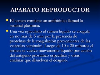APARATO REPRODUCTOR El semen contiene un antibiótico llamad la seminal plasmina. Una vez eyaculado el semen liquido se coagula en no mas de 5 min por la presencia de proteinas de la coagulación provenientes de las vesículas seminales. Luego de 10 a 20 minutos el semen se vuelve nuevamente liquido por acción del antígeno prostático especifico y otras enzimas que disuelven el coagulo. 