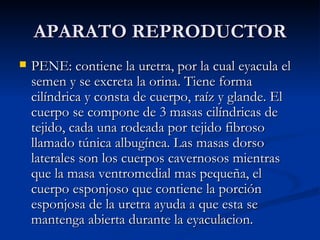 APARATO REPRODUCTOR PENE: contiene la uretra, por la cual eyacula el semen y se excreta la orina. Tiene forma cilíndrica y consta de cuerpo, raíz y glande. El cuerpo se compone de 3 masas cilíndricas de tejido, cada una rodeada por tejido fibroso llamado túnica albugínea. Las masas dorso laterales son los cuerpos cavernosos mientras que la masa ventromedial mas pequeña, el cuerpo esponjoso que contiene la porción esponjosa de la uretra ayuda a que esta se mantenga abierta durante la eyaculacion. 